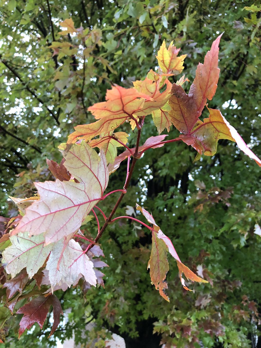 cityofames's tweet photo. Enjoy this mild, colorful, and slightly wet Saturday! 🍁🍃🍂

#fall #autumncolor #getoutside #alwaysames #SmartChoice https://t.co/v8IklQQwrq