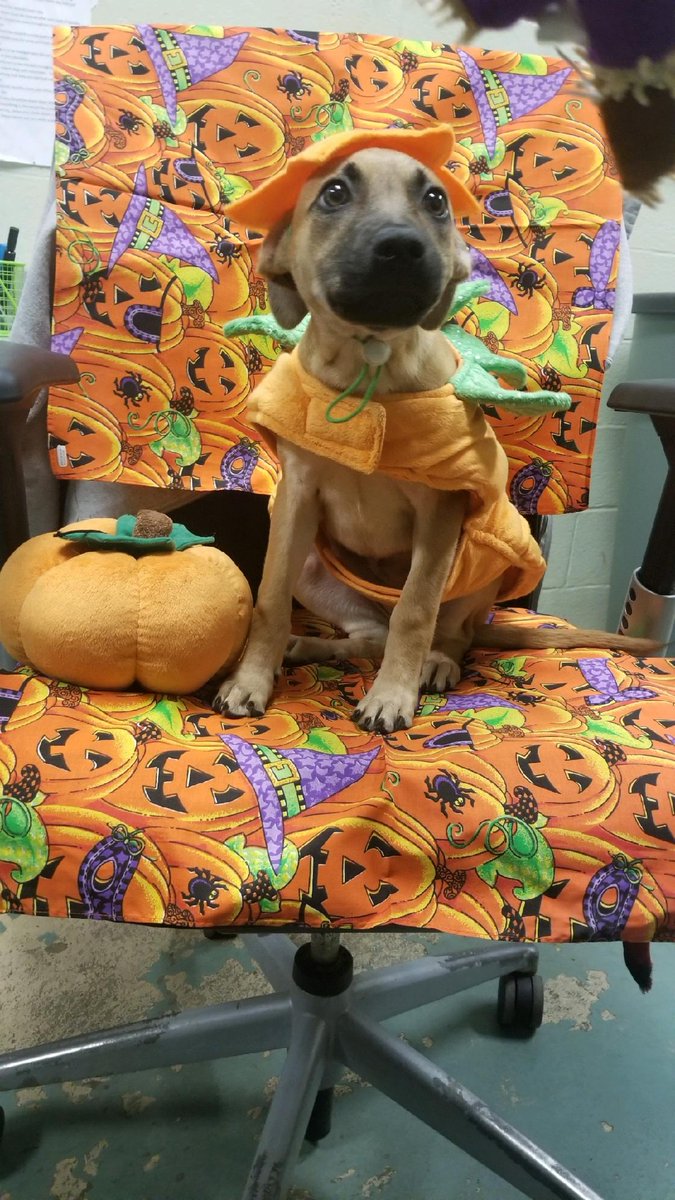 KentAnimal's tweet image. Have you seen our latest news? conta.cc/2VBzzmH