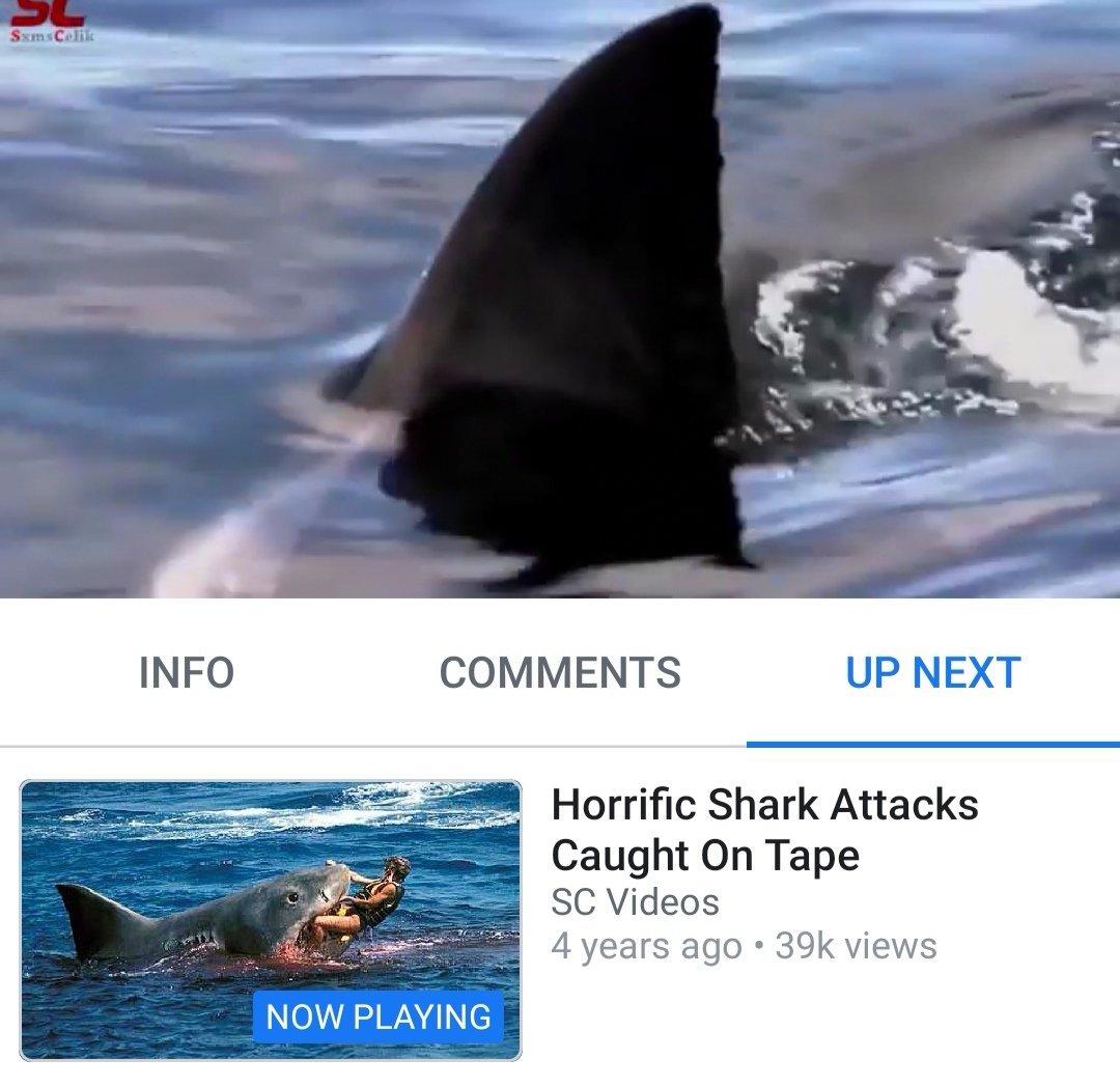 acereject's tweet photo. Erm... That's an unused shot from Jaws: The Revenge 😂 #clickbaitfail https://t.co/9gmrH57sfi