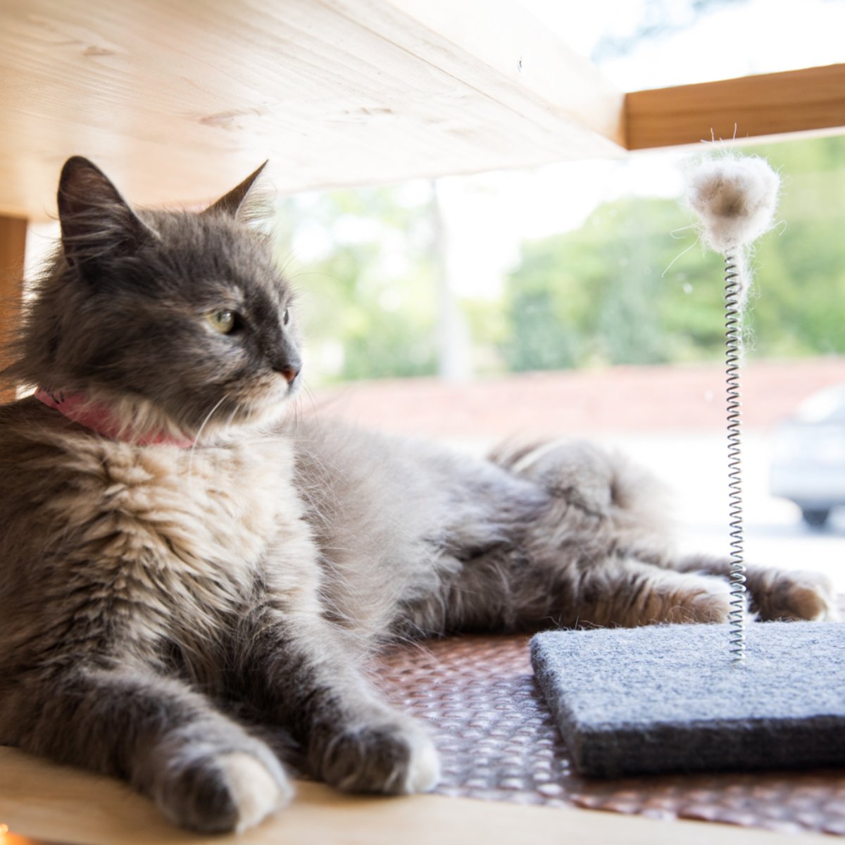 JavaCatsCafe's tweet image. A majestic beast!