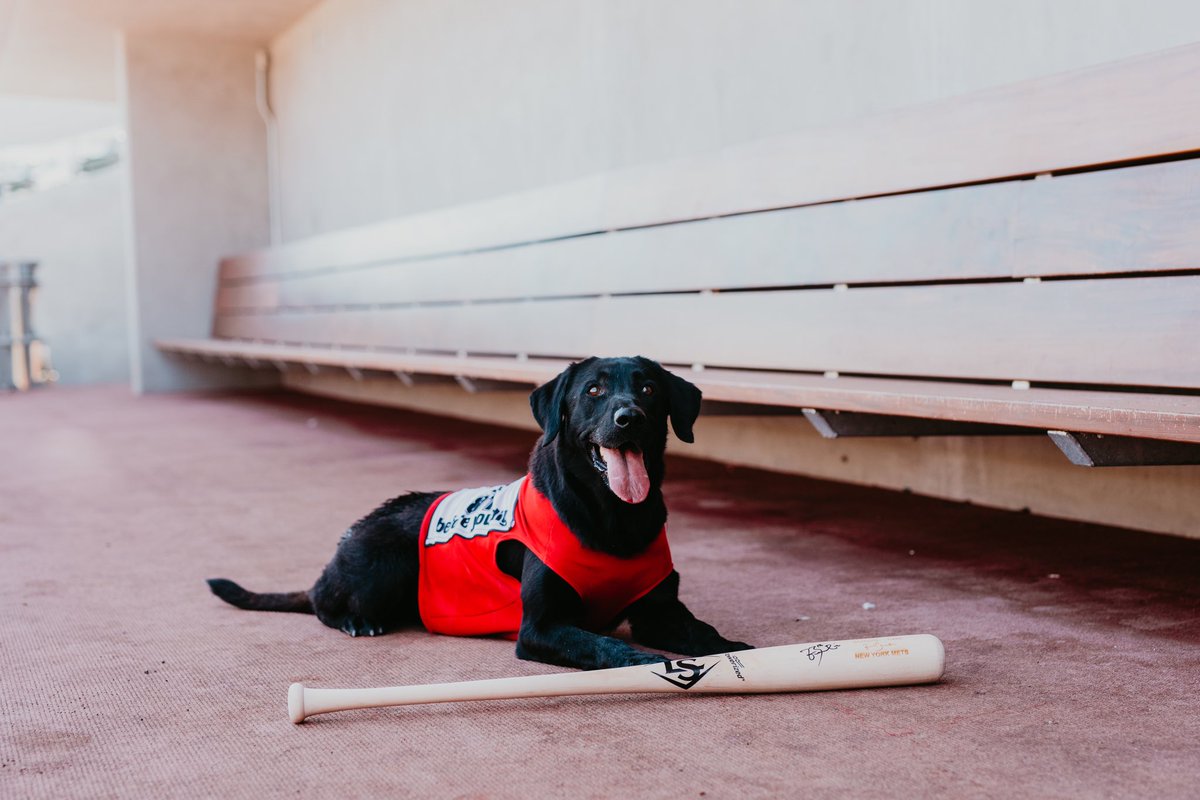 summerlinlv's tweet photo. The 2020 #DogsOfDTS Calendar is here &amp; guess who is the cover star! Our very own @AviatorsLV Bat Dog - @finnthebatdog! 🗓 The calendar will make it’s grand debut at the Bow Wow Hoedown this Sunday, October 20th from 11am-3pm at The Lawn at Downtown Summerlin! https://t.co/u5zJ67fTuu