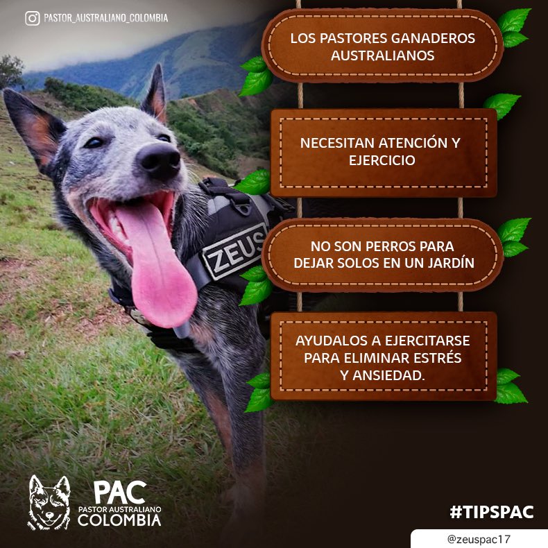 ColombiaPastor's tweet photo. Juega y diviértete con ellos, de esa forma ayudas a que eliminen energía y fortaleces los lazos con tu PacCero 🐺💕
•
•
#pastoraustralianocolombia #pastorganaderoaustraliano #australiancattledog #PAC #blueheeler #pastoraustraliano #pastoraustralianoganadero #tipspac https://t.co/eUNZRm8nI4