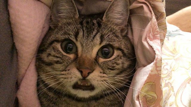 ちょりとちゃみ ふっくら可愛いおちょり ちょり ちょりチャンネル 猫 ねこ ねこ部 にゃんすたぐらむ にゃんこ 子猫 T Co 8sj3gke3tf