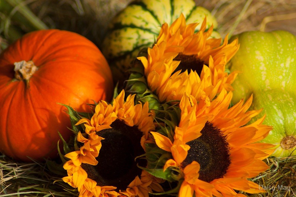 Натюрморт с тыквой. Тыква подсолнух. Тыква подсолнух. Рембрандт натюрморт тыквы. Тыква подсолнух.