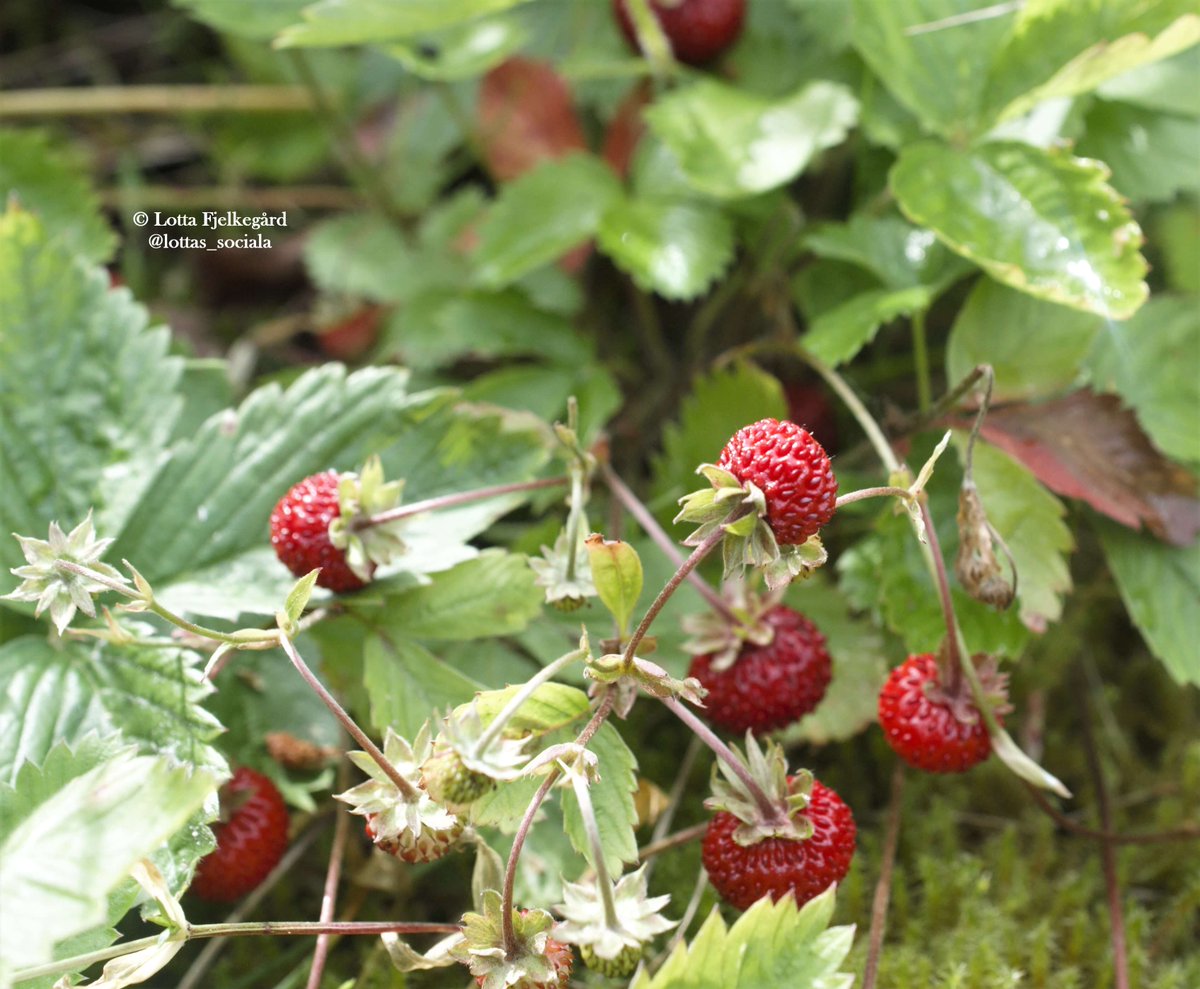 dark red wild strawberries
