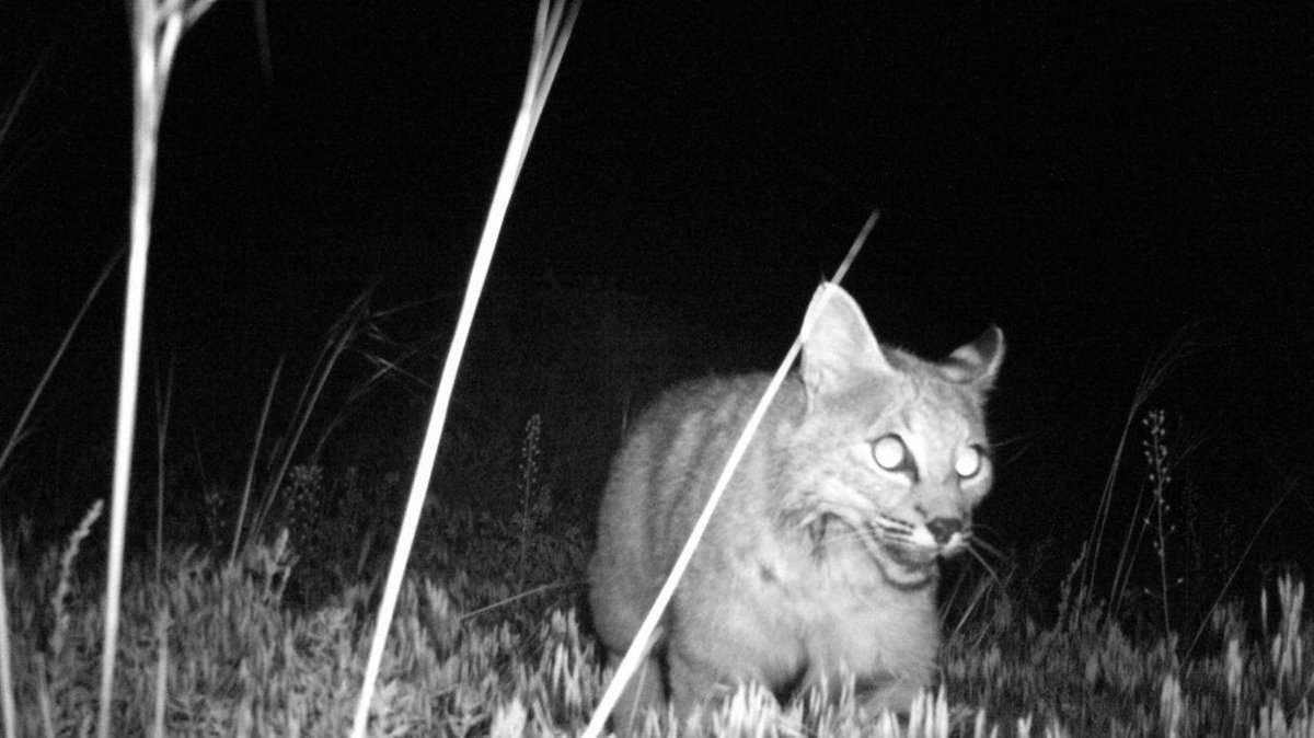 Nature_Colorado's tweet photo. Caught on candid camera trap! Learn more about the wildlife visiting TNC's Phantom Canyon Preserve ➡️ https://t.co/YiCfnh1p09
#CameraTrapChronicles #CoolGreenScience https://t.co/tXqw7vhXW8