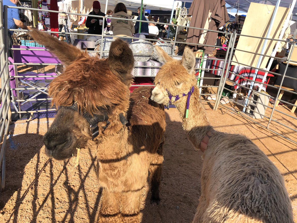 Perfect day in <a href="/midtown_okc/">Midtown District</a> for shopping local. <a href="/IndustryFlea/">Industry Flea</a> is happening today (open until 6pm). Stop by the corner of 10th and Hudson for local, vintage and handmade finds. Plus alpacas. #MidtownWalkabout