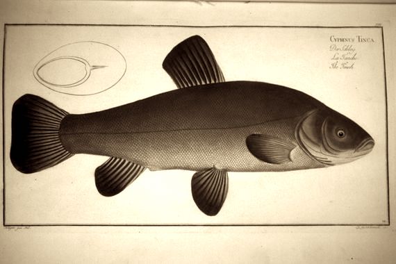 CodeFelixGrafic's tweet image. Décoration

&quot;[il] portait la tanche.Elle pendait lourdement à son épaule et dégoulinait.L&apos;éclat de ses écailles aveuglait autant que les coupoles dorées de l&apos;ancien monastère qui était visible à trente kilomètres à la ronde par temps clair.&quot;
#ConstantinPaoustovski in #LaTancheDOr