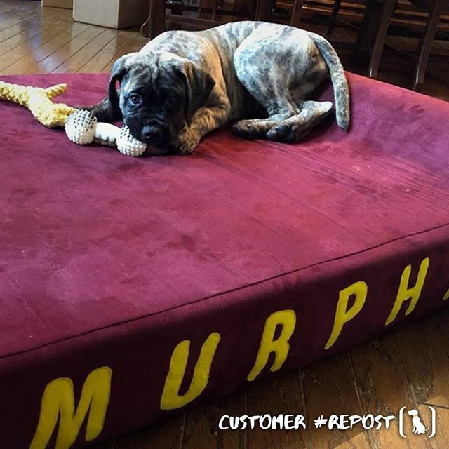 bigbarkerusa's tweet photo. #repost @murphyfiles how precious!! 😍
"New bed new me 😈#thedresdenfiles #puppies #murphyfiles #dogsofinstagram #bullmastiffpuppy #bullmastiff #bigbarker #dogs #dogbed"  #dogs #dogsofinstagram #dogstagram #cute #love #photooftheday #instadog #dogofthe… https://t.co/edxNTLVG1i https://t.co/ITtUHe3gW6