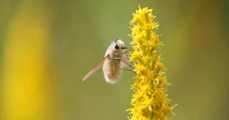 虫嫌いの人でもきっと好きになれる？！とあるもふもふの虫が可愛いと話題に！