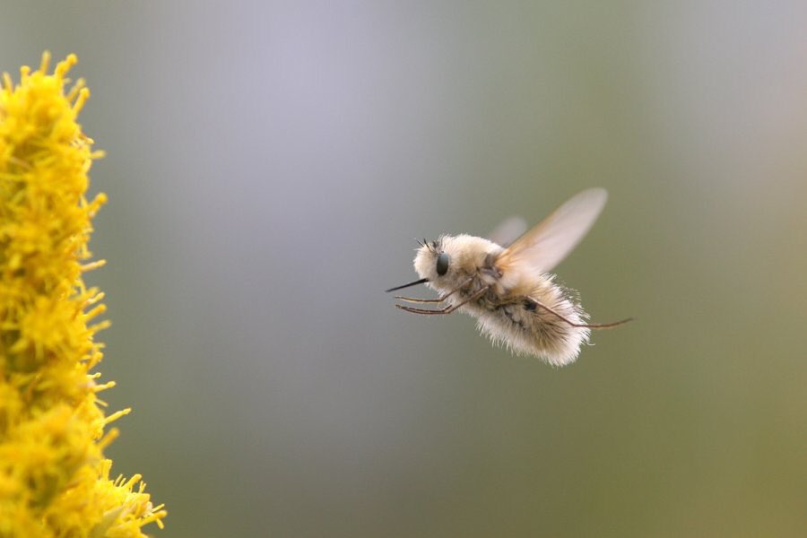 虫嫌いの人でもきっと好きになれる とあるもふもふの虫が可愛いと話題に 話題の画像プラス