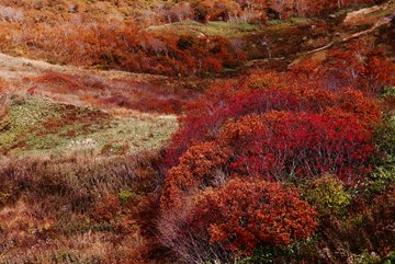 谷川岳の紅葉の21年見頃時期や混雑は ロープウェイ リフトや駐車場は そらいろ 日本が魅せる多彩な表情