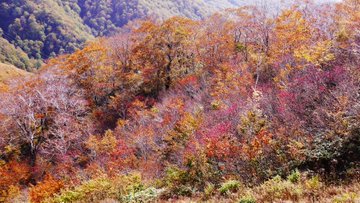 谷川岳の紅葉の21年見頃時期や混雑は ロープウェイ リフトや駐車場は そらいろ 日本が魅せる多彩な表情