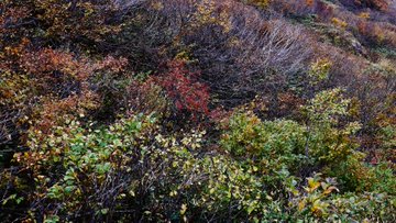 谷川岳の紅葉の21年見頃時期や混雑は ロープウェイ リフトや駐車場は そらいろ 日本が魅せる多彩な表情