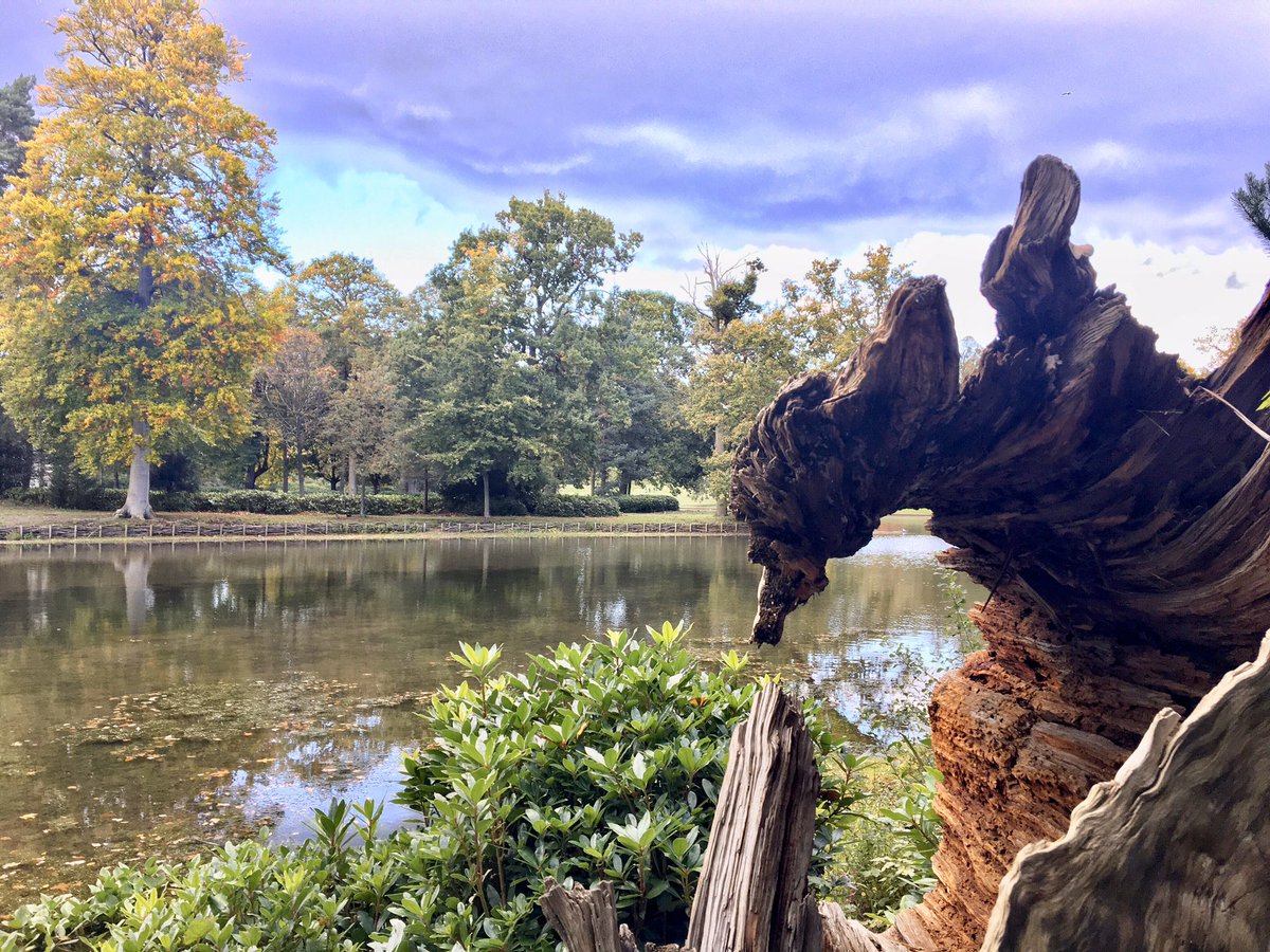 This tree trunk fascinated me at Claremont Landscape Gardens this afternoon. It looks just Ike a bird. @ClaremontNT @nationaltrust #nature #igerssurrey  @metoffice #loveukweather✔️#natureisamazing  #Esher #Surrey #ruthiebabes