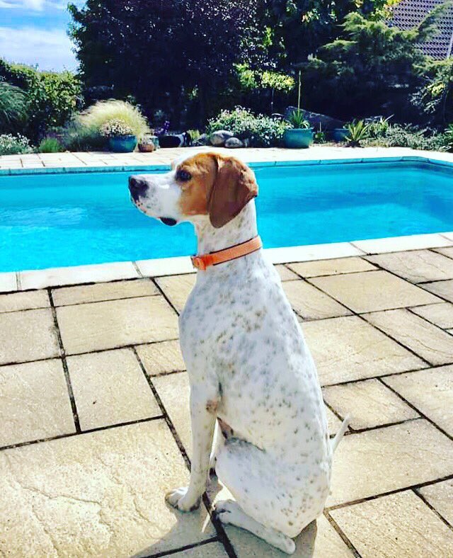Company_of_Dogs's tweet image. Molly, a 2-3 year old pointer is looking for a home in jersey. Please see our Facebook page for her full details #rescuedog #pointersofinstagram #dogsofinstagram #dogs #jersey #channelislands #rescuedogsofinstagram #adoptdontshop