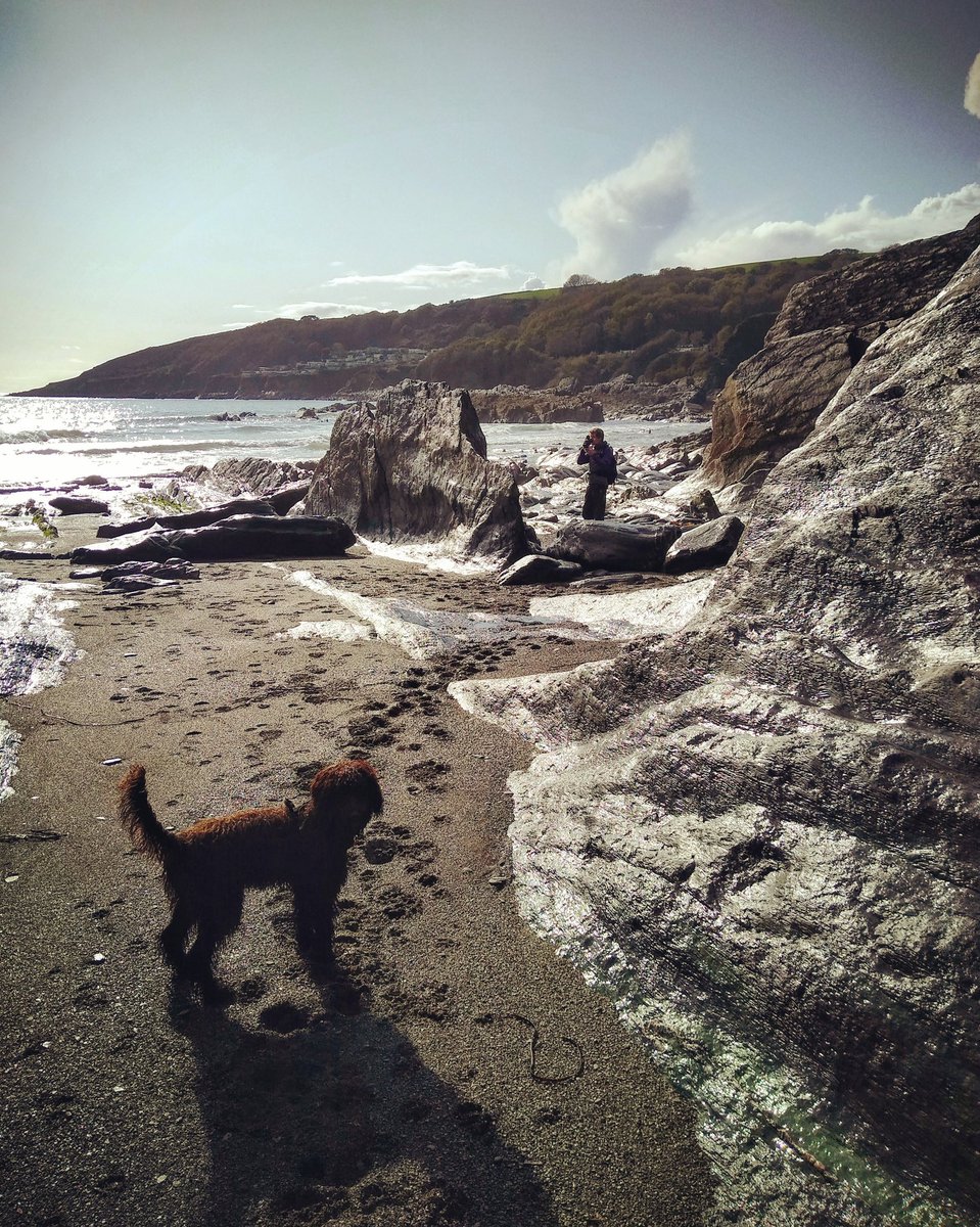 Caroline_Clason's tweet image. Life's a (labradoodle on a) beach 😊 #southwestisbest #devonisheaven