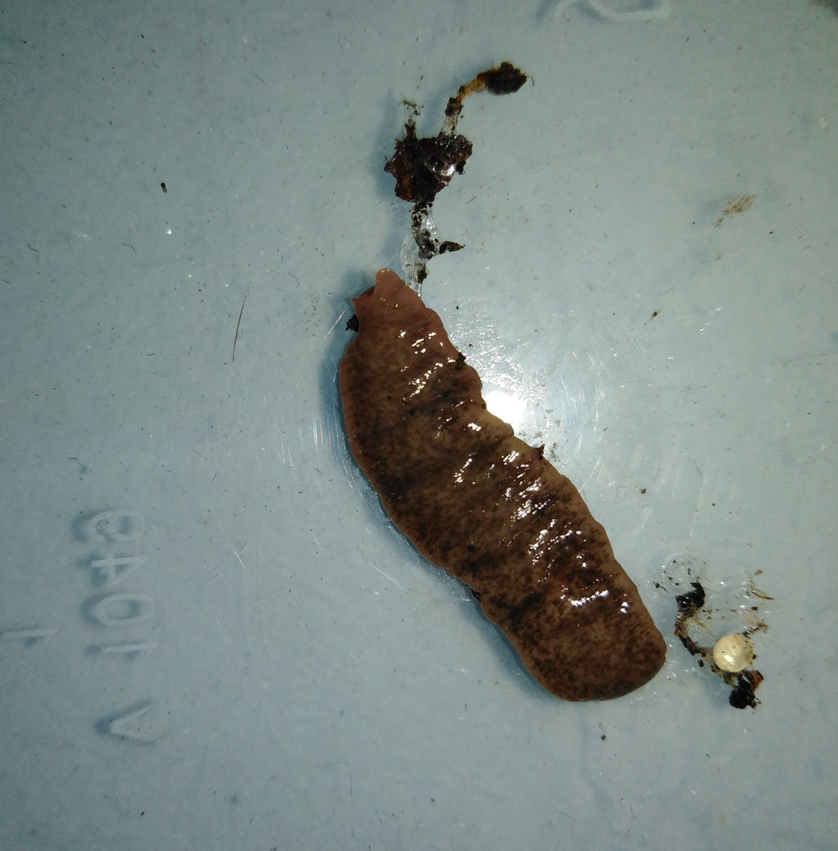GraemeBWilson's tweet photo. Found 3 New Zealand Flatworms, Arthurdendyus triangulatus, under hen feed bin. They're a non-native invasive species that can devastate local earthworm populations. Now been removed from ecosystem.
Caution to be taken when handling as mucus can irritate skin.
#newzealandflatworm https://t.co/gqIvuPu3fE