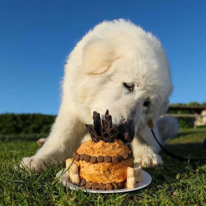This is Tula. She’s been protecting the penguins of Middle Island in southwest Victoria for the last 8 years. Increasing their population from less than 10, to over 100. This week she retired, but not before helping train a new class of penguin protectors. 15/10 thank you, Tula