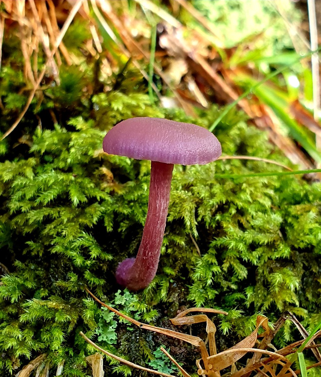 A few more #fungi finds at #HornerWood #Exmoor #Somerset today! 💚🍄 #365dayswild @ExmoorNP @visitexmoor @Britnatureguide @Team4Nature @BritishFungi #mushrooms #toadstools