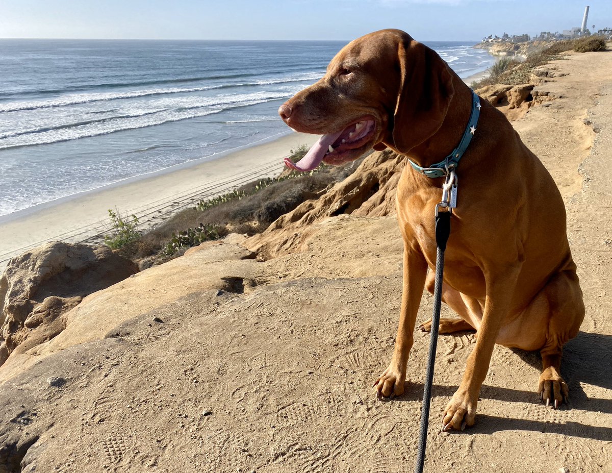  #ThoughtsFromTodaysRunTaking in some ocean views and breezes post run today with Satchel.