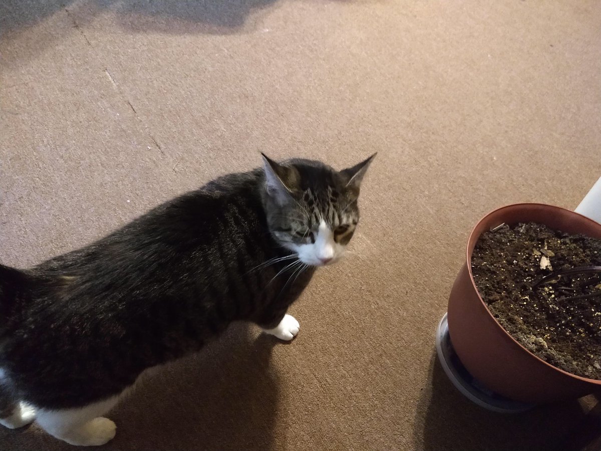 SaMindy4's tweet image. 1. My Grandpa passed last night. He left behind 3 amazing cats. My uncles plan is to have them euthanized. My Papa ADORED his cat &amp;amp; would not want that. I’m desperately trying to find a home for them. They are currently in Marshalltown Iowa.