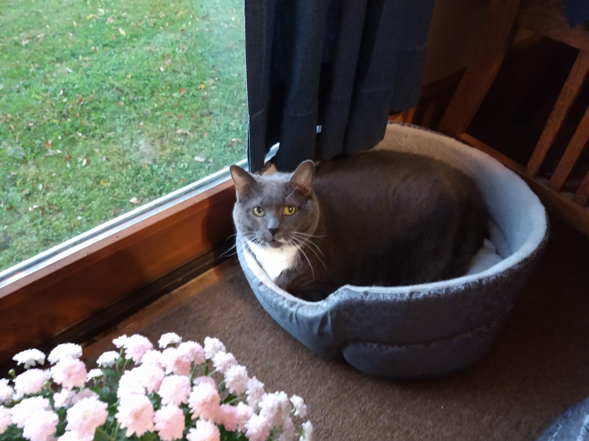 SaMindy4's tweet image. 1. My Grandpa passed last night. He left behind 3 amazing cats. My uncles plan is to have them euthanized. My Papa ADORED his cat &amp;amp; would not want that. I’m desperately trying to find a home for them. They are currently in Marshalltown Iowa.