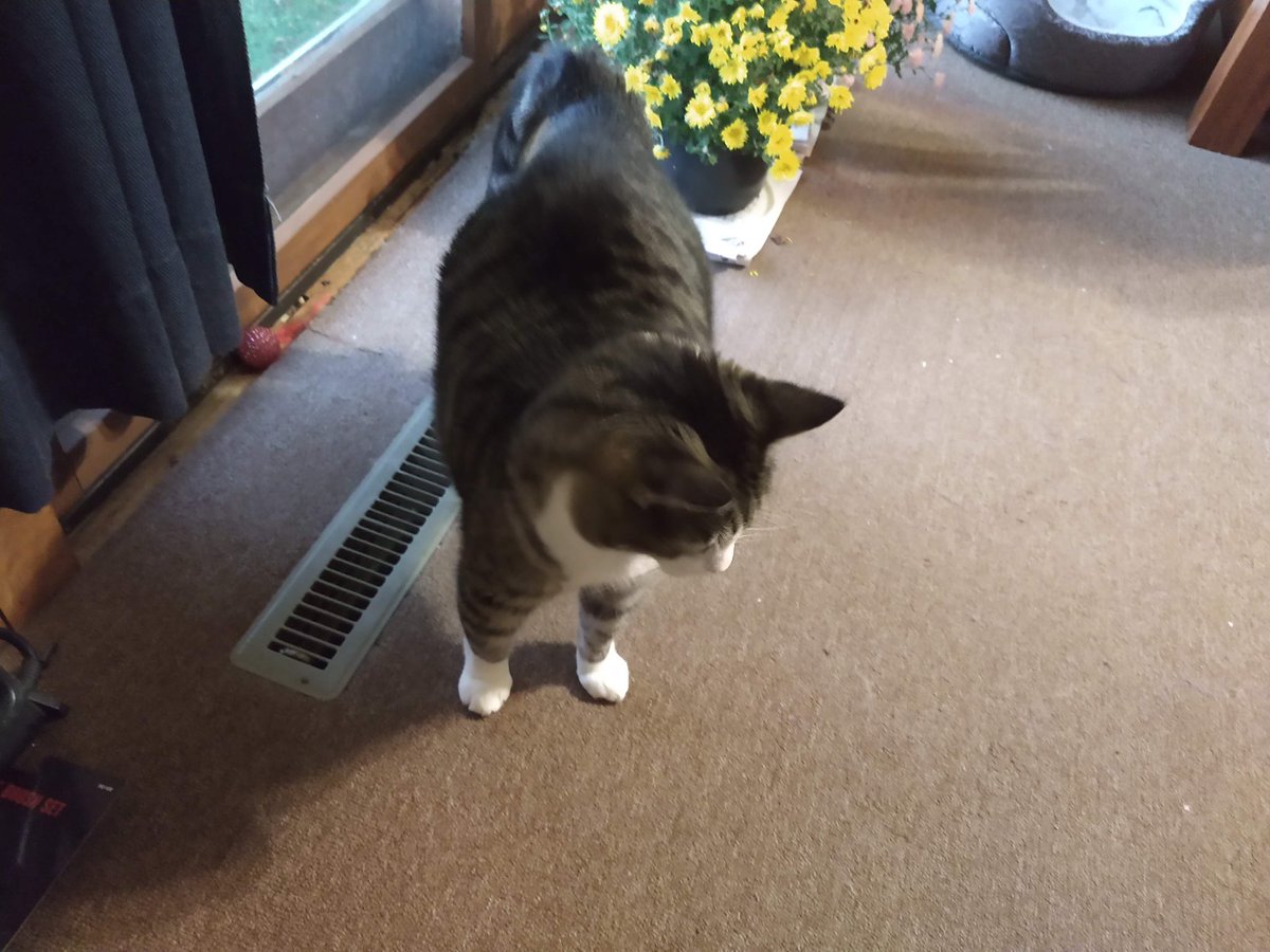 SaMindy4's tweet image. 1. My Grandpa passed last night. He left behind 3 amazing cats. My uncles plan is to have them euthanized. My Papa ADORED his cat &amp;amp; would not want that. I’m desperately trying to find a home for them. They are currently in Marshalltown Iowa.