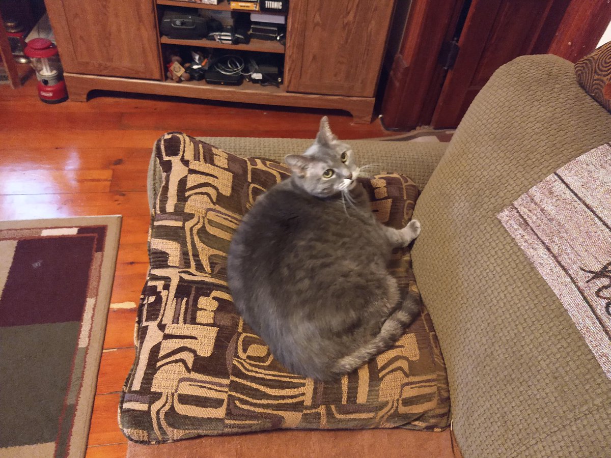 SaMindy4's tweet image. 1. My Grandpa passed last night. He left behind 3 amazing cats. My uncles plan is to have them euthanized. My Papa ADORED his cat &amp;amp; would not want that. I’m desperately trying to find a home for them. They are currently in Marshalltown Iowa.