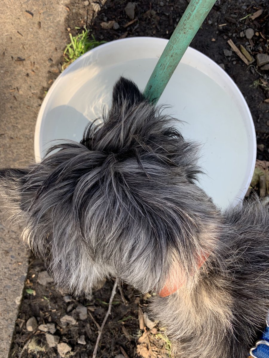malleven33's tweet image. Latest obsession: watching water drip into community dog bowl at the dog park #Barney #wow #itismagic