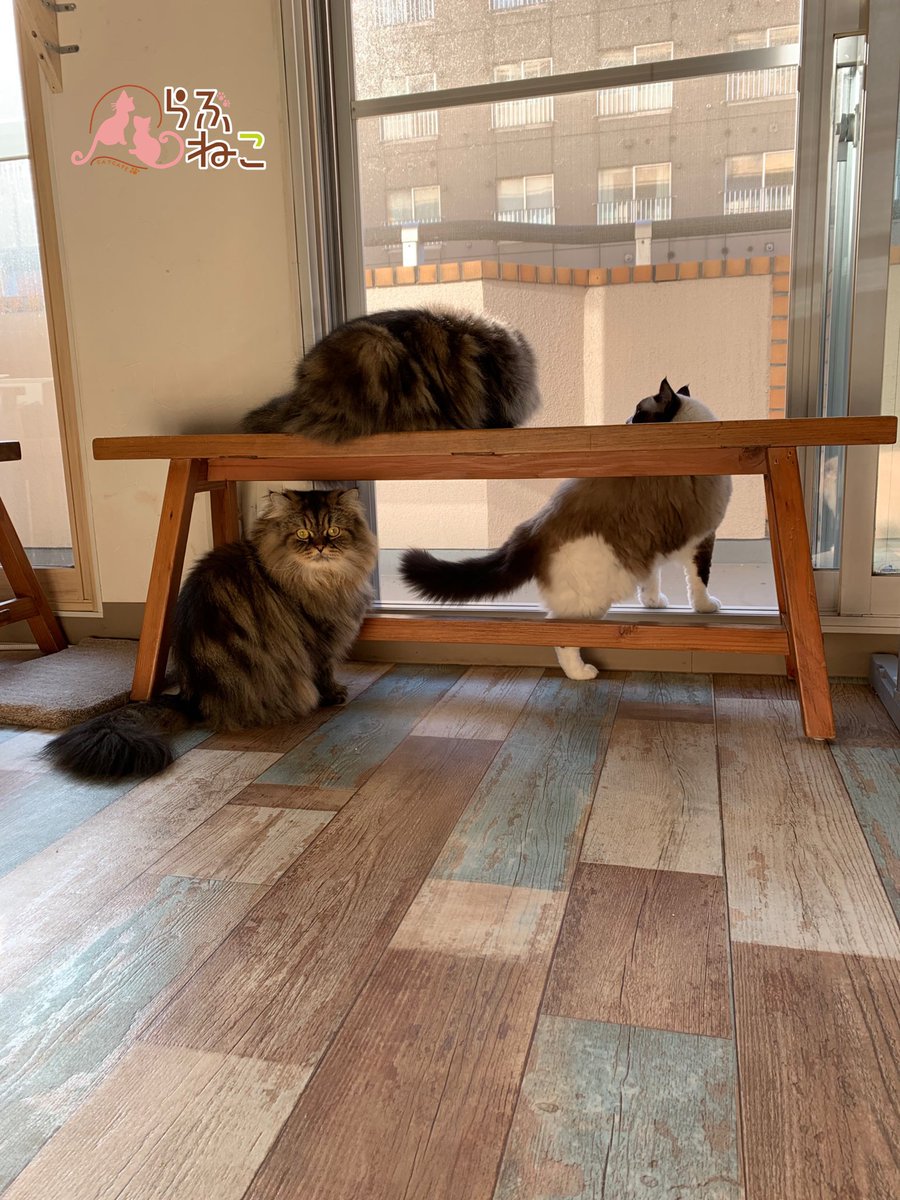 札幌 猫カフェ らぶねこ おはようございまーす 今日 札幌は快晴ですね 秋の匂いがしますね ๑ ᵕ ๑ らぶねこ にゃんずも 秋の匂いを かんじてるのかな らぶねこ 猫カフェ 秋のにおい Catcafe Cat