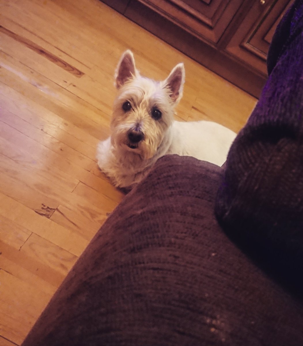 Gille_RM's tweet photo. Cleo afaltzeko itxaroten... 
#Euskalherria #Basquecountry #Cleo #Westie #Westies #Etxean #Itxaroten #Gose #Hambre #Esperando #Politena #Maitasuna #Laztana #Perrita #Lovedogs #Waiting https://t.co/SH6XBwUofg