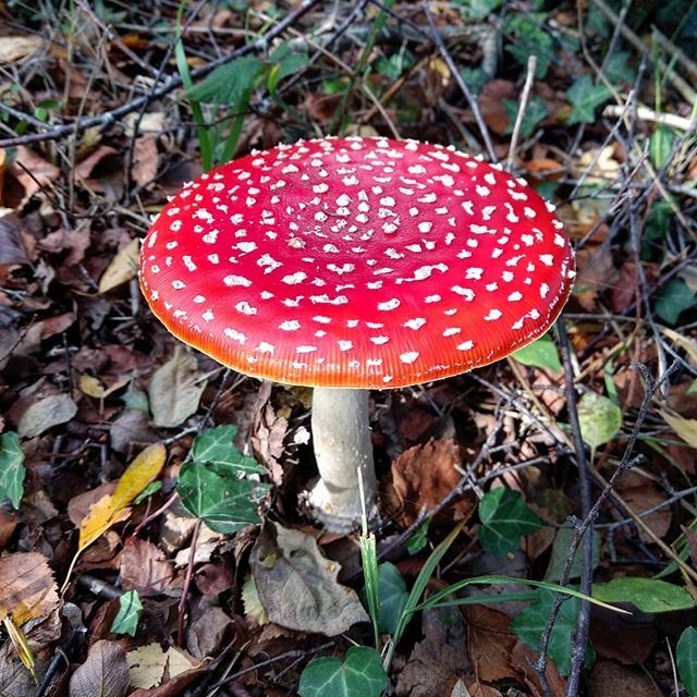 CraigBaldwin's tweet photo. Mushrooms everywhere in the New Forest

#mushrooms #fungi #newforest #forest #woodlands #ntchallenge https://t.co/sluxpGfX3Y https://t.co/eDQT5r7B1T