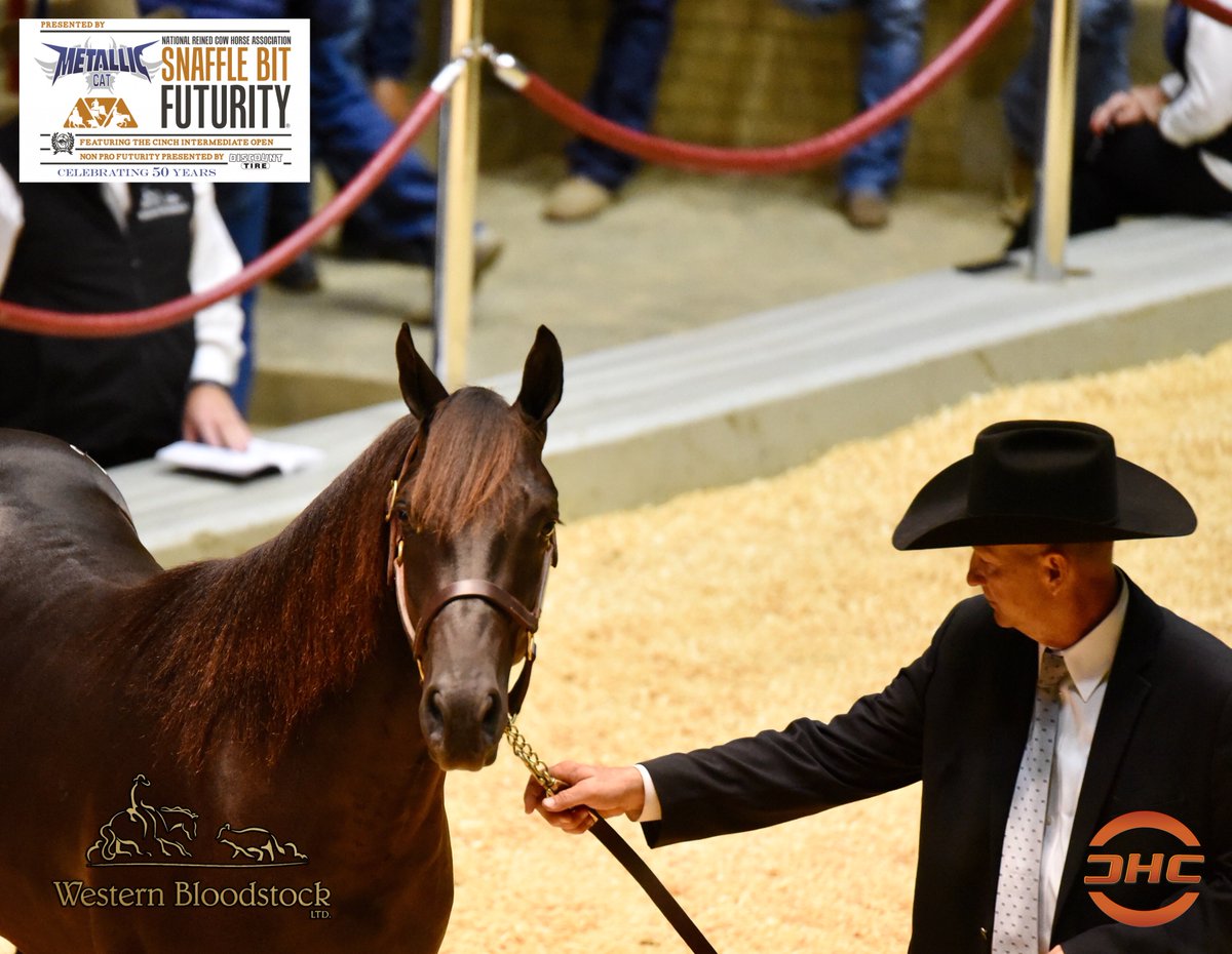 PHorseCentral's tweet photo. High Seller at the #NRCHA #SnaffleBitFuturity Western Bloodstock LTD. Select Yearling &amp; Broodmare -Sale Session II was Lot #2084 DT Mr Catsanova a 2018 Bay Stallion (Hickory Holly Time x Cat Mist, by High Brow Cat) consigned by DT Horses LLC and purchased for $77K by Mack Cross. https://t.co/ylKgZBP4lP