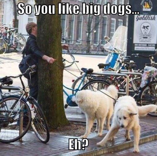 Natural Canines! (@aboriginal_co) on Twitter photo 