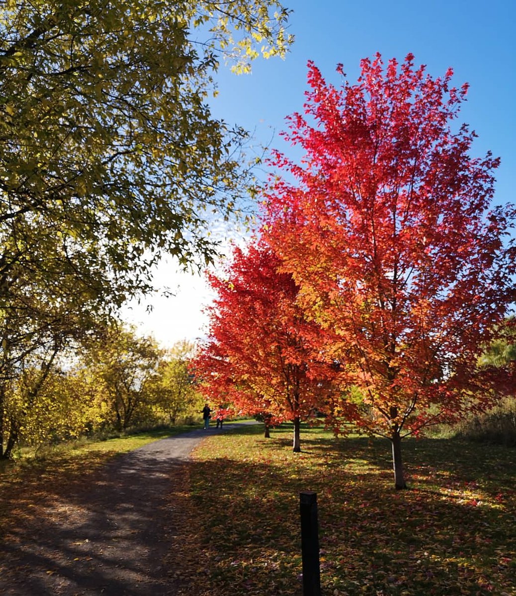 mayfly_gal's tweet photo. Meanwhile in Canada 🍁 #fallfoliage https://t.co/wQHBWzzOP2