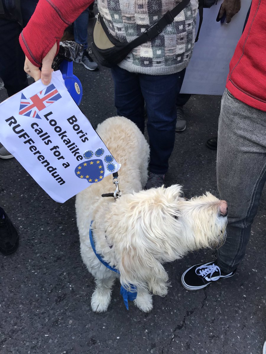 PaulStrange4's tweet photo. This dog has the right idea https://t.co/xfDjKphkYG
