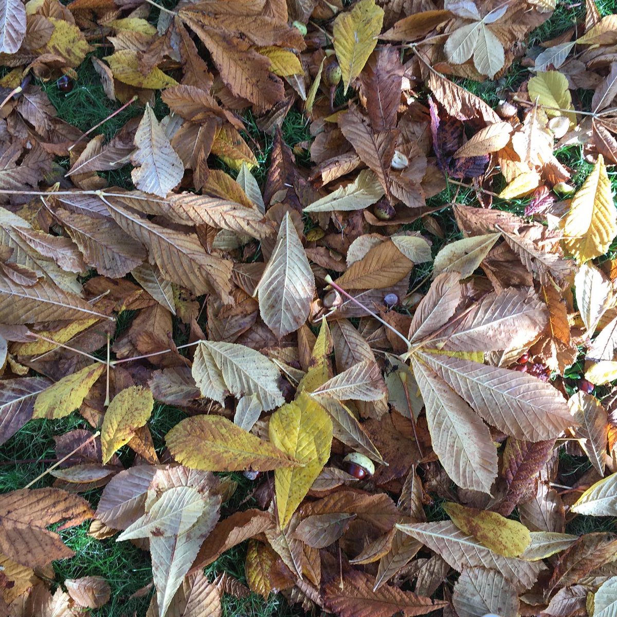 Autumn🎃