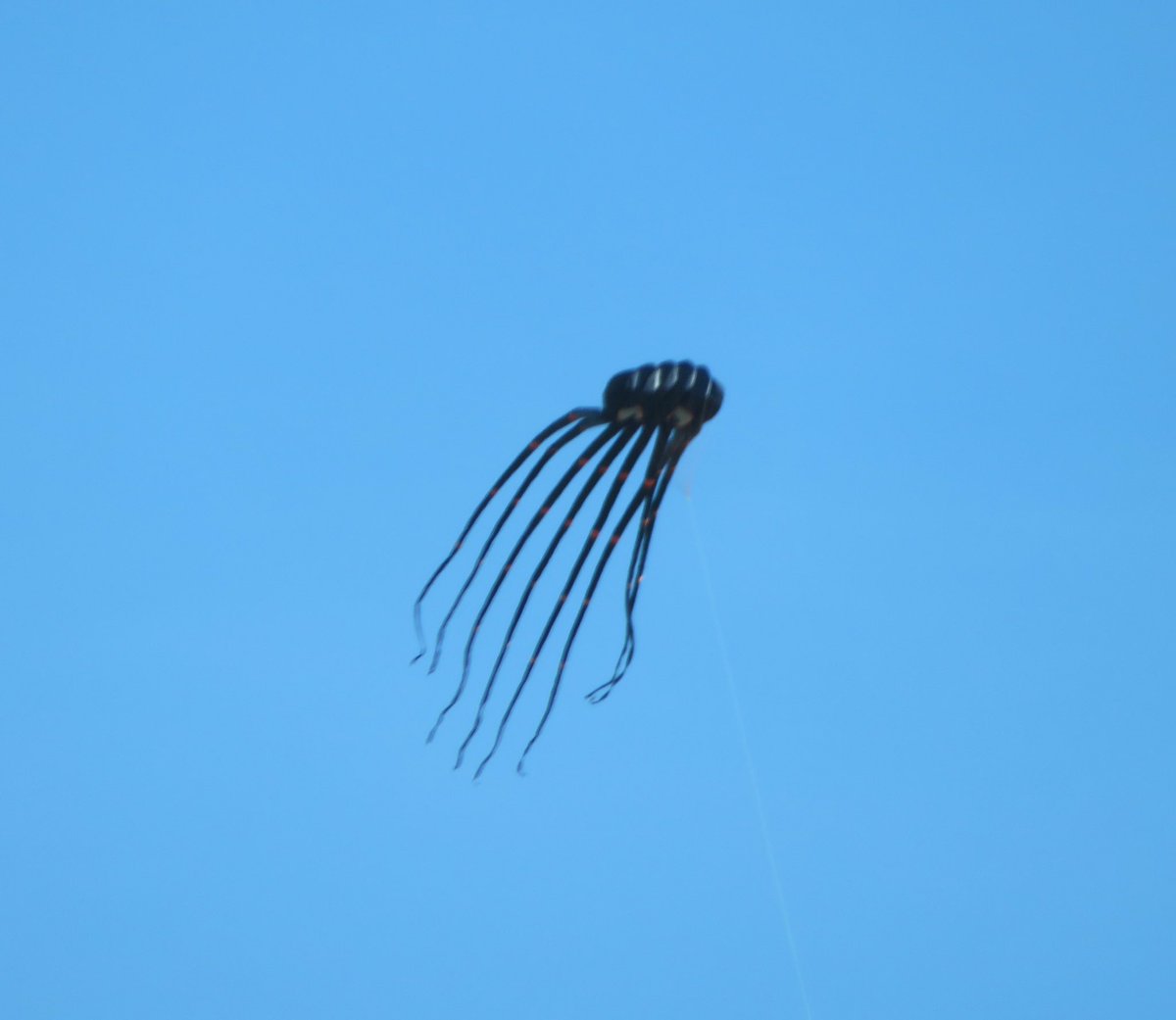 hapandcarol's tweet photo. #HAPPINESS is seeing an unusual object in the sky. Is it a bird? Is it a plane? No. It is a kite flying high. #Kite #thingsinthesky https://t.co/q7rBtsrSX3
