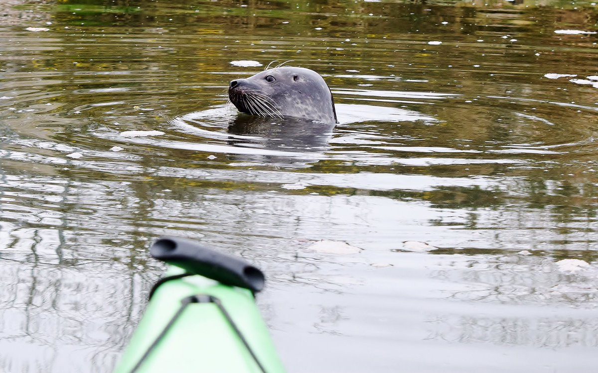 Encounter Cornwall (@kayakcornwall) on Twitter photo We have trips every day right the way through until the beginning of November, and after that by request... the winter can often be the best time to spot wildlife when the river is quieter... <a href="/FoweyInfo/">Fowey Visitor Info</a> <a href="/GreenTourismUK/">Green Tourism</a> <a href="/LooeLove/">Looe Visitor Information Centre</a> <a href="/Bosinver/">Bosinver Farm Cottages</a> <a href="/LoveLostwithiel/">Lostwithiel</a> @CwallWildlife We have trips every day right the way through until the beginning of November, and after that by request... the winter can often be the best time to spot wildlife when the river is quieter... <a href="/FoweyInfo/">Fowey Visitor Info</a> <a href="/GreenTourismUK/">Green Tourism</a> <a href="/LooeLove/">Looe Visitor Information Centre</a> <a href="/Bosinver/">Bosinver Farm Cottages</a> <a href="/LoveLostwithiel/">Lostwithiel</a> @CwallWildlife