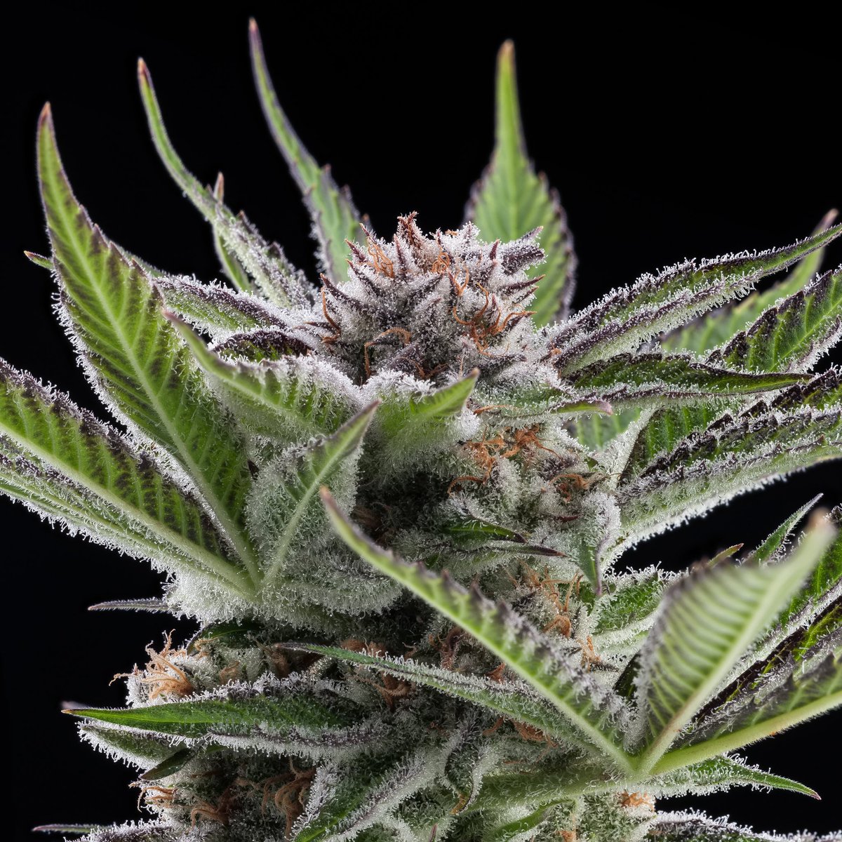 haveaheart502's tweet image. @TreeHawkFarms Magnum PI is a cross of Agent Orange &amp;amp; Blue Hawaiian 🍊🏄‍♂️ This stimulating cross, supposedly created by Seahorse Gardens near the Pugent Sound, exhibits hints of citrus and sweet earth on the nose 👃 🌿🔥💨
📸 : @SteinFarm 
.
.
#treehawkfarms 
#magnumpi