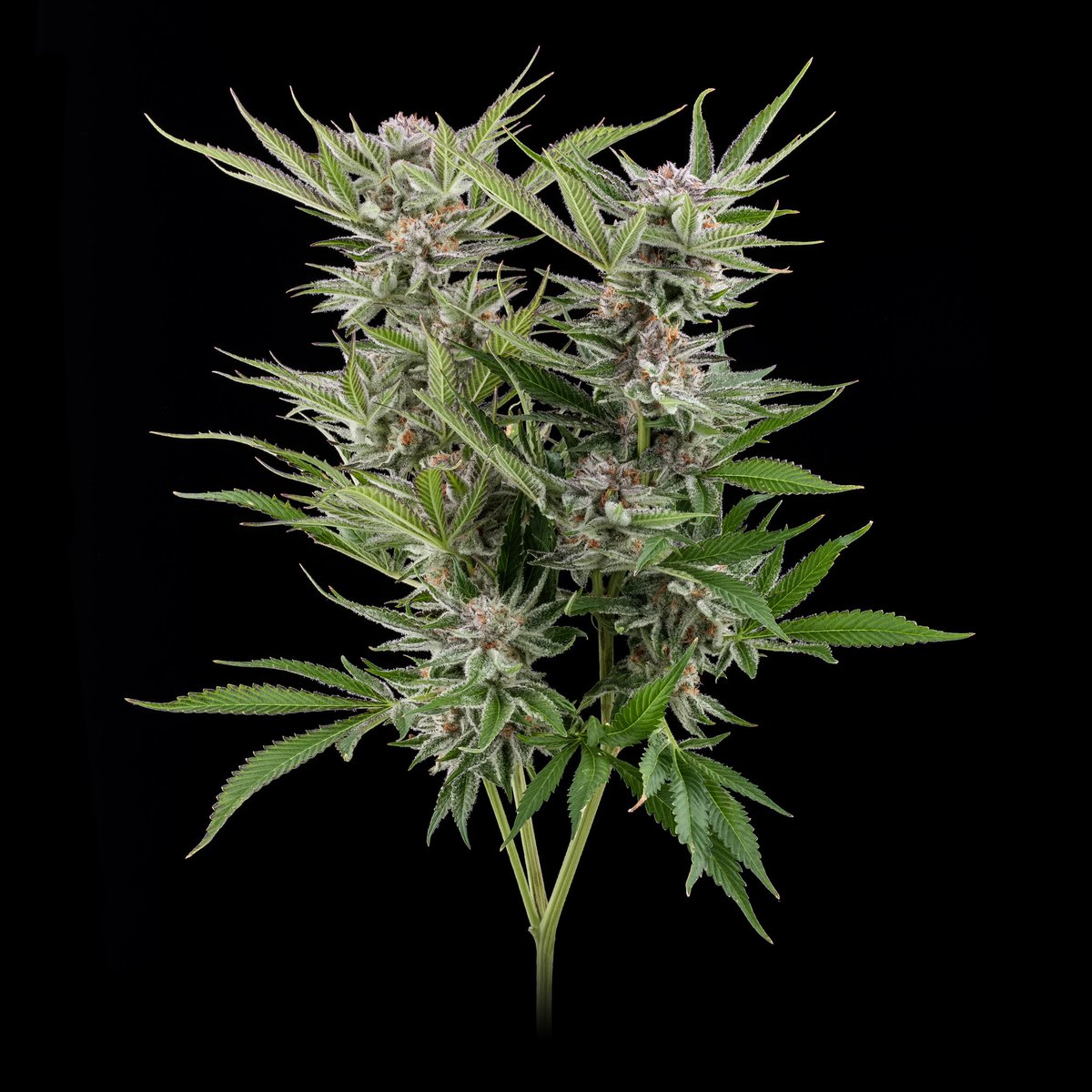 haveaheart502's tweet image. @TreeHawkFarms Magnum PI is a cross of Agent Orange &amp;amp; Blue Hawaiian 🍊🏄‍♂️ This stimulating cross, supposedly created by Seahorse Gardens near the Pugent Sound, exhibits hints of citrus and sweet earth on the nose 👃 🌿🔥💨
📸 : @SteinFarm 
.
.
#treehawkfarms 
#magnumpi