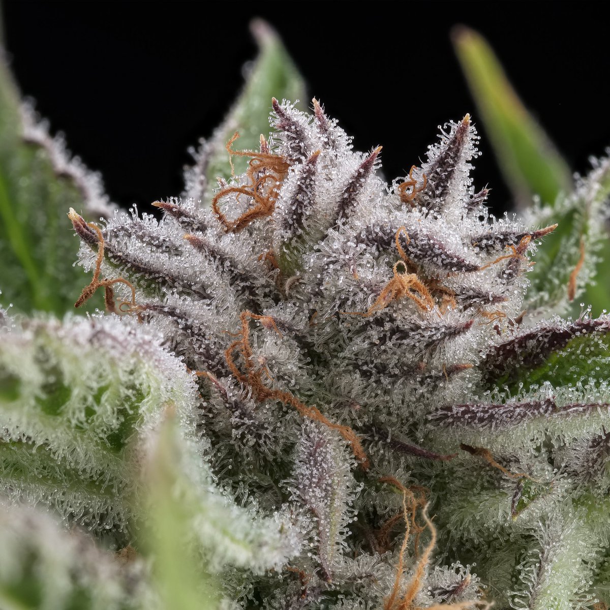 haveaheart502's tweet image. @TreeHawkFarms Magnum PI is a cross of Agent Orange &amp;amp; Blue Hawaiian 🍊🏄‍♂️ This stimulating cross, supposedly created by Seahorse Gardens near the Pugent Sound, exhibits hints of citrus and sweet earth on the nose 👃 🌿🔥💨
📸 : @SteinFarm 
.
.
#treehawkfarms 
#magnumpi