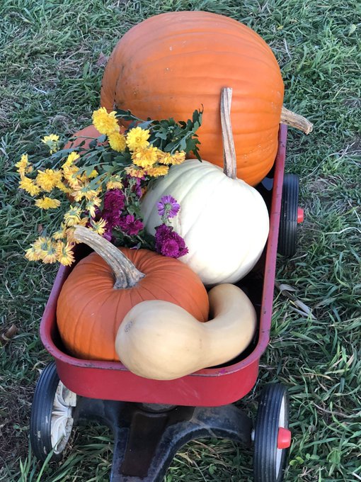 4 pic. I LOVE fall ??
 @dandysplayroom and I went pumpkin picking and got lost in a corn maze yesterday