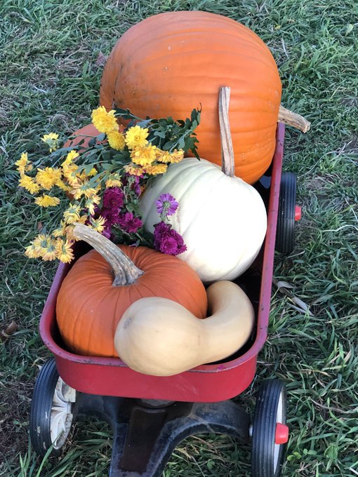 4 pic. I LOVE fall 🎃🍁
 @dandysplayroom and I went pumpkin picking and got lost in a corn maze yesterday