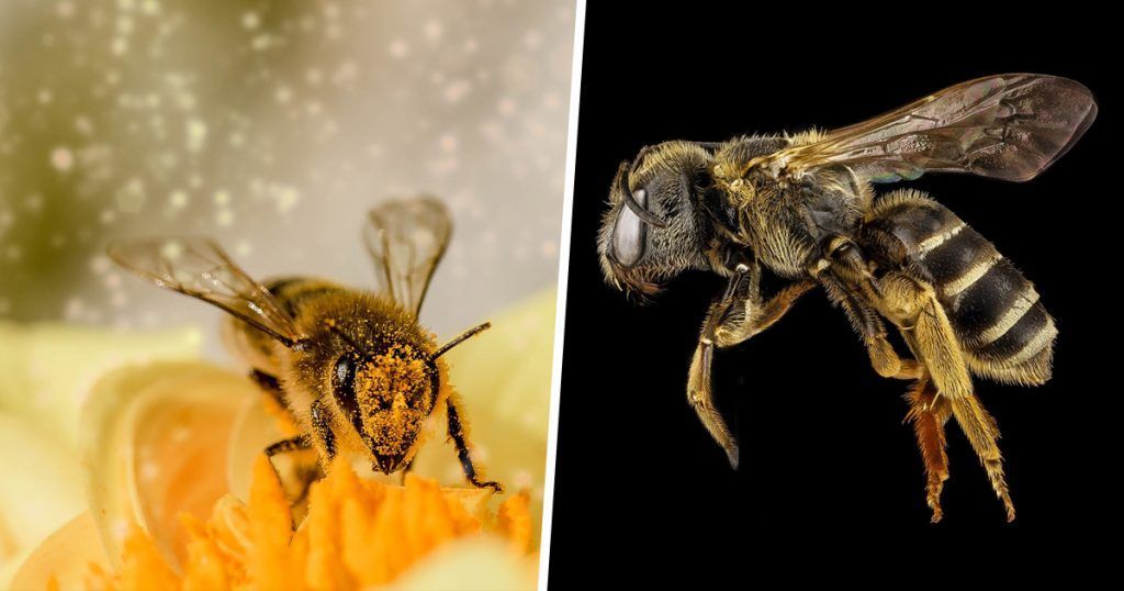 Les abeilles ont été déclarées l’être vivant le plus important de la planète. basseychelles.wordpress.com/2019/10/20/les…