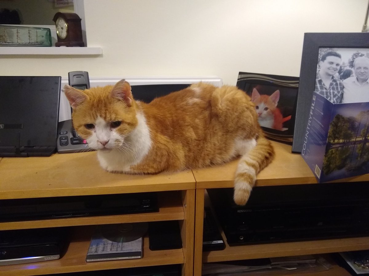 VicarageCat's tweet photo. Ummmmmm..... https://t.co/G5F2ylZbF3