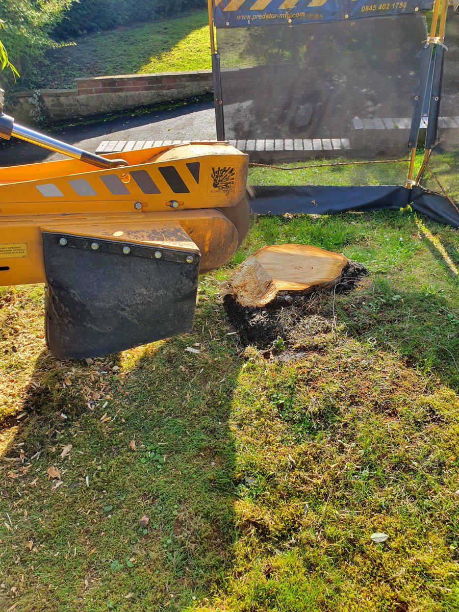 Essex tree stump grinding removing various tree stumps at Wendons Ambo,near Saffron Walden, Essex. Including Silver Birc…