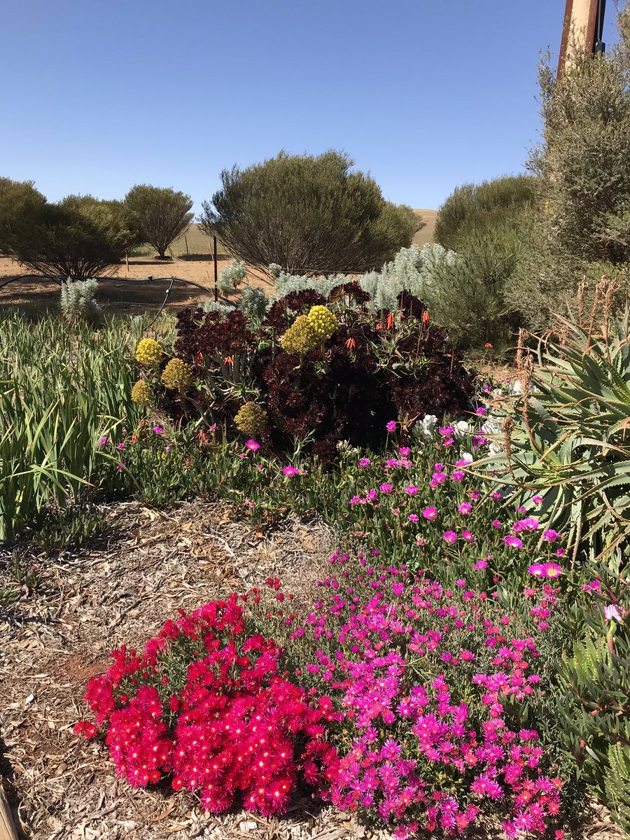 Lucy Sutherland tweet media