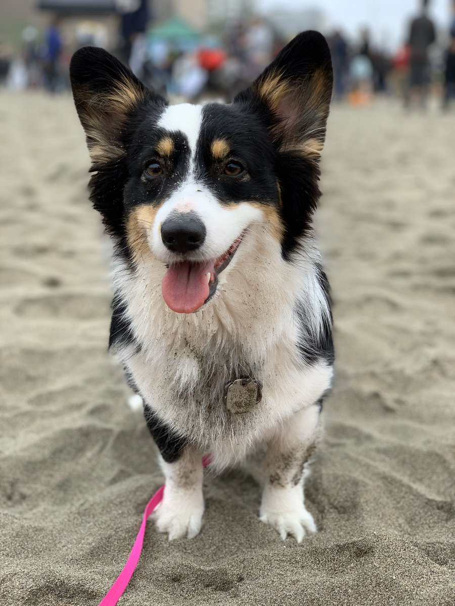 Everyone had lots of fun today at #CorgiCon!